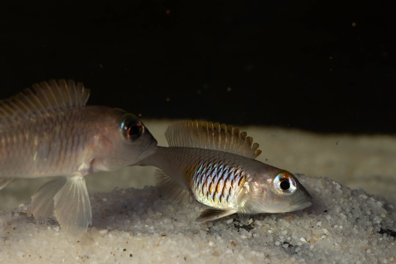 Lamprologus laparogramma 'Namansi'